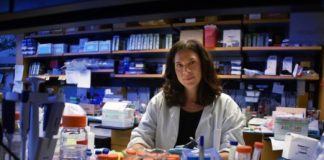 Study: High-fat diets appear bad for blood pressure in younger males and females — (Details)