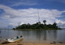 Research: Experts warn against mega-dams in lowland tropical forests —