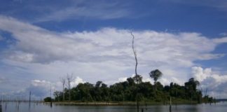 Research: Experts warn against mega-dams in lowland tropical forests —