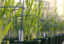 Research: New complex carbohydrate discovered in barley —