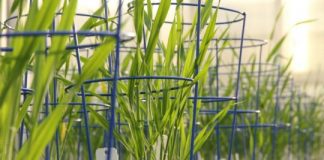 Research: New complex carbohydrate discovered in barley —