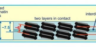Study: Chromosome DNA packed in stacked layers — (Details)
