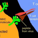 Study: How herpesviruses shape the immune system — (Details)