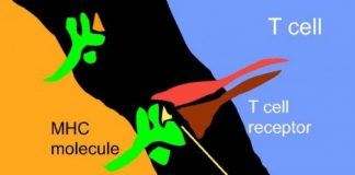 Study: How herpesviruses shape the immune system — (Details)