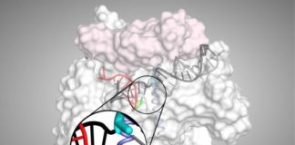 Research: Scientists provide new insight on how gene expression is controlled —