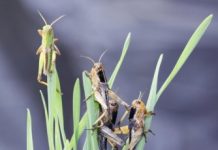 Research: How locusts switch colors in different settings —