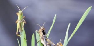 Research: How locusts switch colors in different settings —