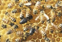 Research: Finding an elusive mutation that turns altruism into selfish behavior among honeybees —