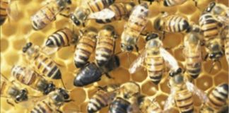 Research: Finding an elusive mutation that turns altruism into selfish behavior among honeybees —