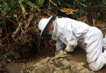 Research: Bee mite arrival in Hawaii causes pathogen changes in honeybee predators —