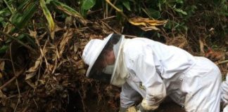 Research: Bee mite arrival in Hawaii causes pathogen changes in honeybee predators —