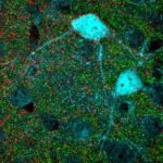 Study: Brain plasticity restored in adult mice through targeting specific nerve cell connections — (Details)