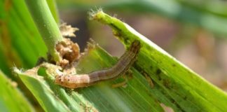 Research: Staple and economically important crops throughout the world could be at serious risk if efficient measures are not taken soon —