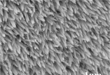 Tech: Artificial bug eyes — (Report)