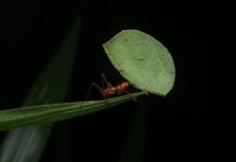 Research: Leafcutter ants emit as much N2O as wastewater treatment tanks —