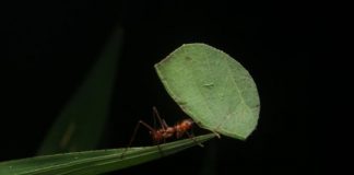 Research: Leafcutter ants emit as much N2O as wastewater treatment tanks —