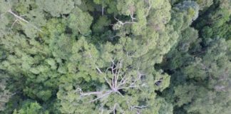 Tech: Using drones to tackle climate change — (Report)