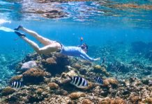 Research: Sunscreen and cosmetics compound may harm coral by altering fatty acids —