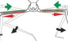 Research: Stick insect study shows the significance of passive muscle force for fast movements —