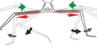 Research: Stick insect study shows the significance of passive muscle force for fast movements —