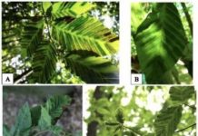 Research: Intense effort underway to find culprit behind rapid disease spread —