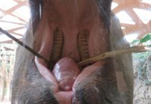 Research: Change of teeth causes yo-yo effect in elephants’ weight —