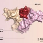 Study: New protein mimics interleukin-2 without toxic effects and works against cancer in an animal model — (Details)