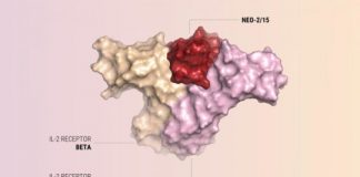 Study: New protein mimics interleukin-2 without toxic effects and works against cancer in an animal model — (Details)