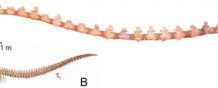 Research: Fossils from ‘Valley of Whales’ suggest B. isis predated smaller whales and fish —
