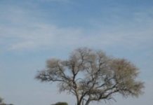 Research: In a national park, researchers study African elephant movement and vegetation using satellites —