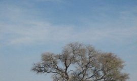Research: In a national park, researchers study African elephant movement and vegetation using satellites —
