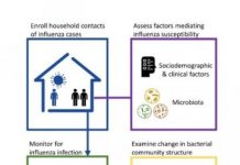 Research: Microbiome community linked to lower influenza susceptibility —