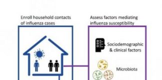 Research: Microbiome community linked to lower influenza susceptibility —