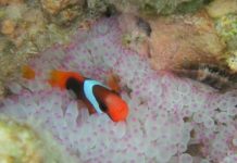 Research: Murky water keeps fish on edge —