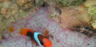 Research: Murky water keeps fish on edge —