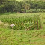 Study: Mobile, instant diagnosis of viruses — (Details)