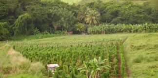 Study: Mobile, instant diagnosis of viruses — (Details)