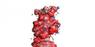 Study: New dynamic probes for ions interacting with biomolecules — (Details)