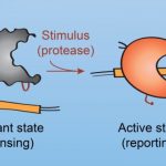 Study: New CRISPR-Cas9 variants respond to viral and cellular proteases — (Details)