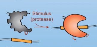 Study: New CRISPR-Cas9 variants respond to viral and cellular proteases — (Details)