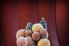 Study: Drug fights formation of metastasis — (Details)