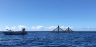 Research: Wealth of potential for aquaculture in the Caribbean —