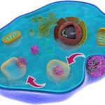 Study: Bioinspired nanoscale drug delivery method — (Details)