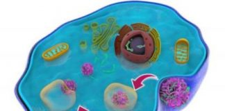 Study: Bioinspired nanoscale drug delivery method — (Details)