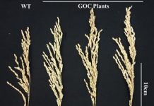 Research: Rice plants engineered to be better at photosynthesis make more rice —