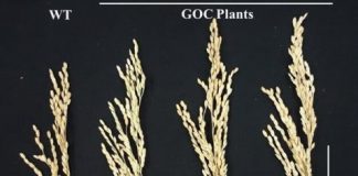 Research: Rice plants engineered to be better at photosynthesis make more rice —
