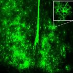 Study: New role for brain’s support cells in controlling circadian rhythms — (Details)