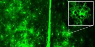 Study: New role for brain’s support cells in controlling circadian rhythms — (Details)