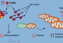 Research: Targeting an RNA-binding protein to fight aging —