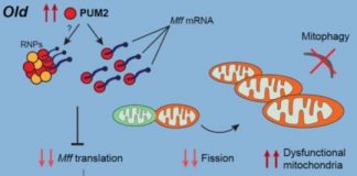 Research: Targeting an RNA-binding protein to fight aging —